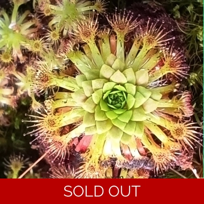 Drosera patens, 10+ gemmae